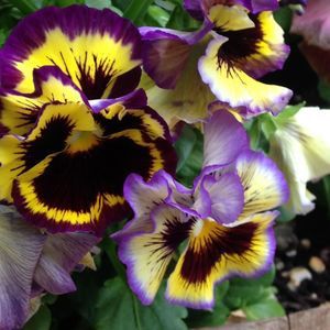 Meet your Posher, Karen